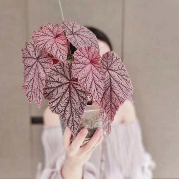 网红盆栽丁力秋海棠室内花卉花盆绿植四季阳台植净化空气观赏植物