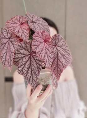 网红盆栽丁力秋海棠室内花卉花盆绿植四季阳台植净化空气观赏植物