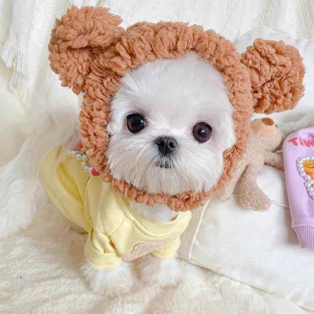 宠物帽子狗狗可爱小熊头饰小型犬头套猫咪毛绒兔耳朵拍照搞怪装饰,宠物/宠物食品及用品,帽子,淘宝优惠券,粉丝福利购,淘宝优惠卷