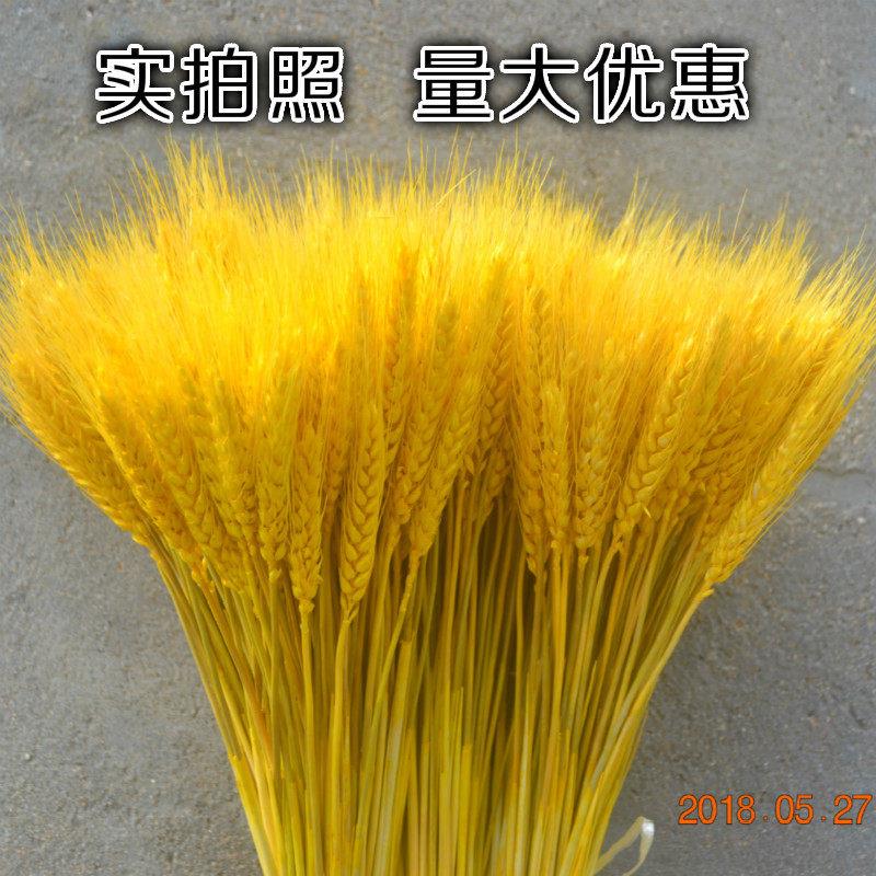 A级精品麦穗干燥花花束开业大麦客厅田园风装饰摆件瓶插花真花干