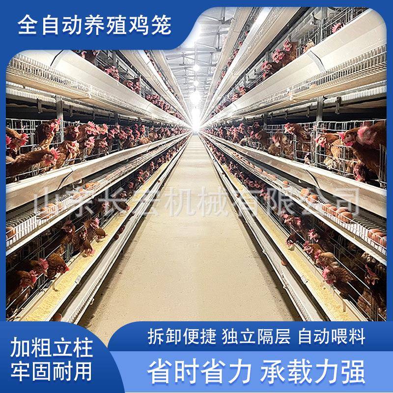 鸡舍鸡笼全自动大层叠蛋鸡笼养鸡设备大型养殖鸡笼子自动化养殖笼