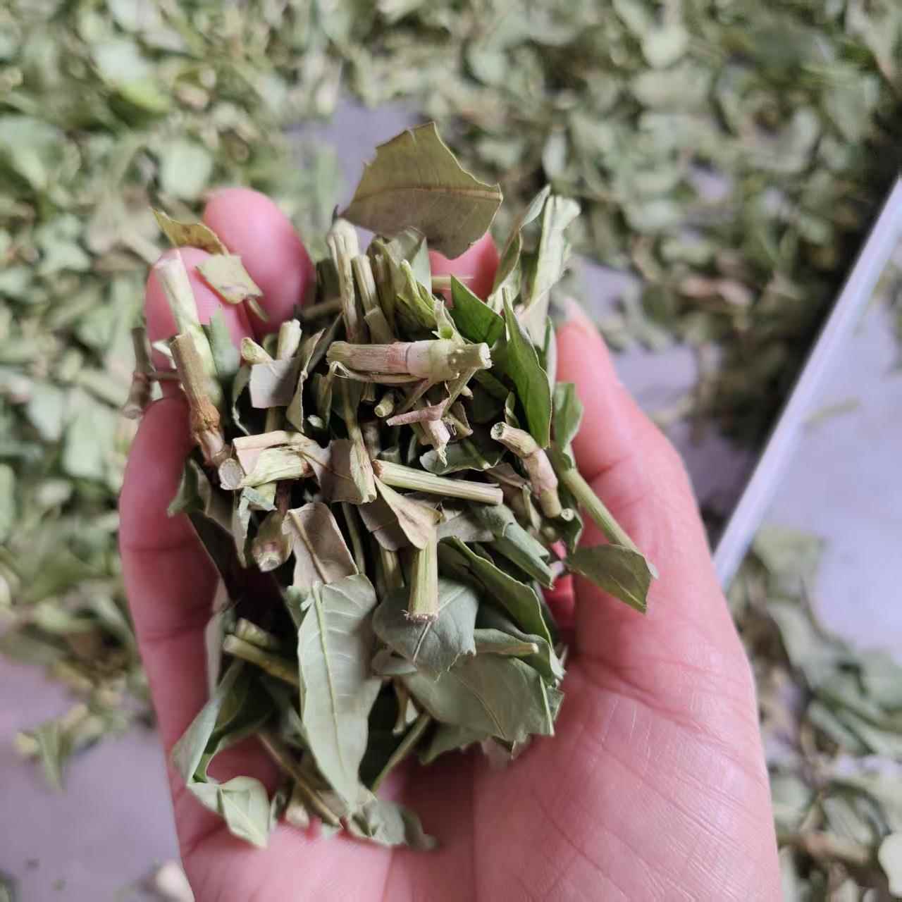 荆芥调味料防腐冻干设备桑叶中药材锁鲜真空食品冻干机果蔬干燥机