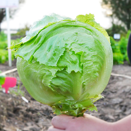 球形生菜结球生菜种孑四季盆栽种子春季菜籽球生菜种籽球种蔬菜孑