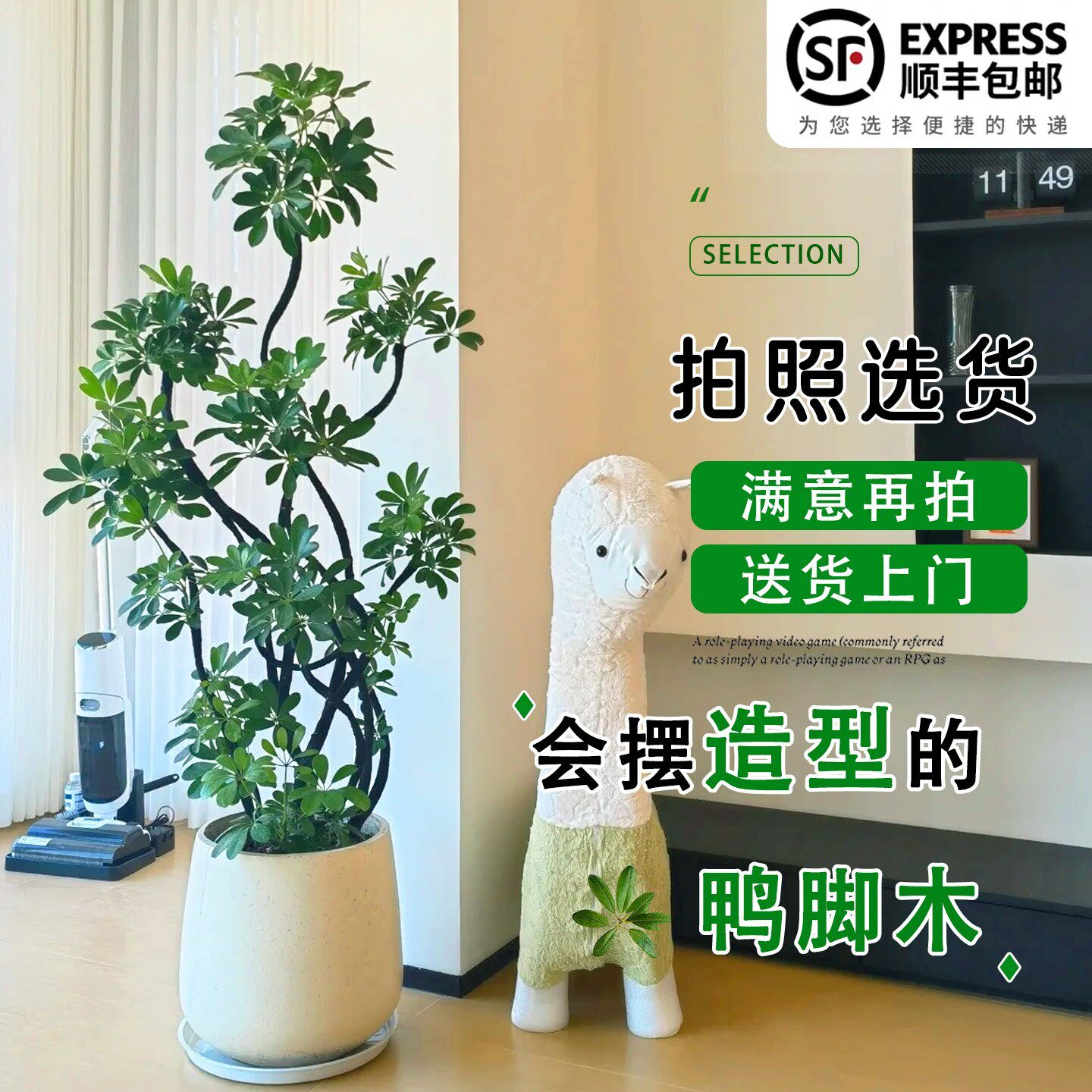 新疆包邮造型鸭脚木客厅大盆栽鸭掌木鹅掌柴室内乔迁绿植植物大型