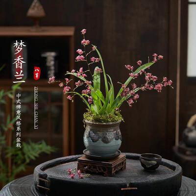 浓香水梦香兰跳舞文心兰盆栽带花苞客厅办公室内桌面年宵花卉绿植