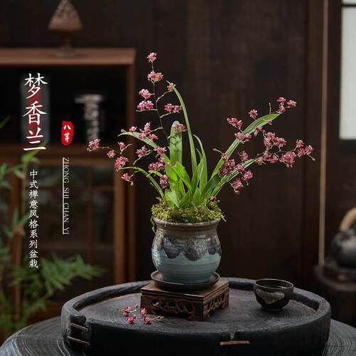 浓香水梦香兰跳舞文心兰盆栽带花苞客厅办公室内桌面年宵花卉绿植