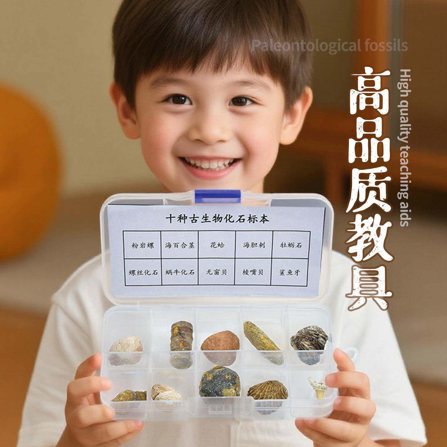 10种天然化石标本盒恐龙挖掘鼠鲨牙斑彩螺珊瑚柯巴树脂考古玩具淘