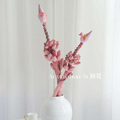 可爱到犯规观赏粉色梦幻蕉粉色小芭蕉鲜切枝插花水培家居装饰摆件