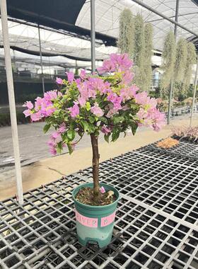 三角梅嫁接品种苗雪紫老桩棒棒糖盆栽耐热耐晒丰花开花卉绿植