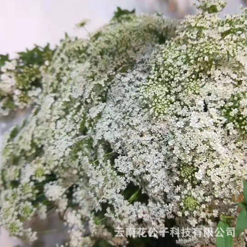 蕾丝云南斗南蕾丝花干花配花配叶鲜切花带花苞婚礼花材节日花束