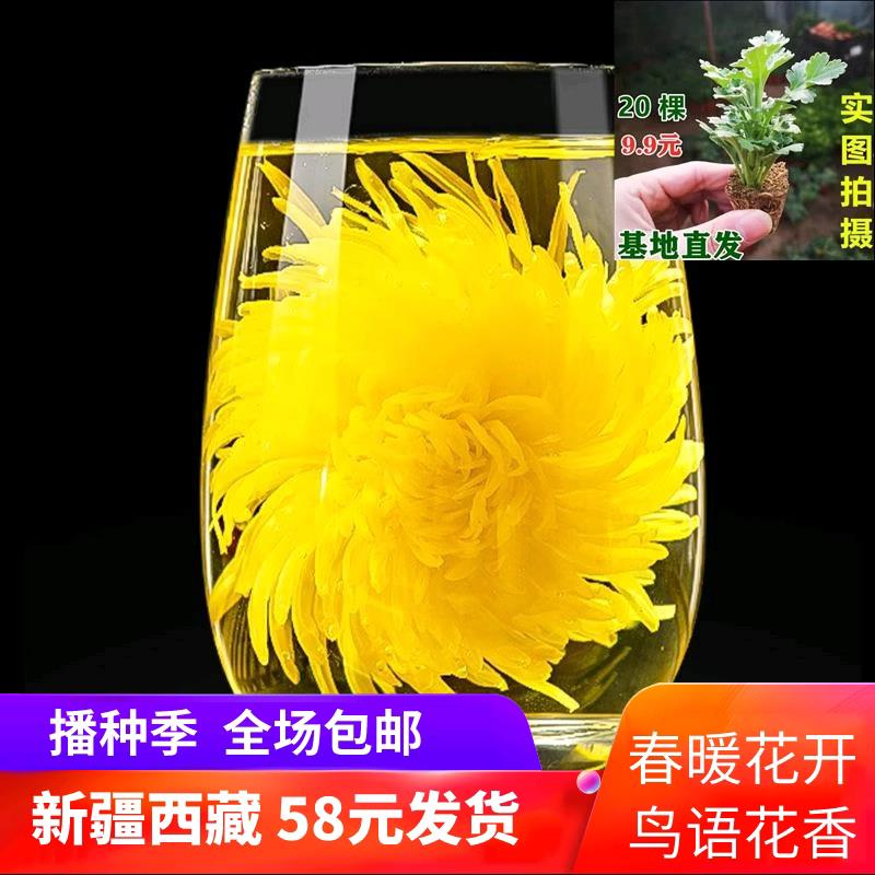 特级金丝皇菊苗杭白菊贡黄菊种翠菊乒乓菊波斯菊种子昆仑雪菊花苗