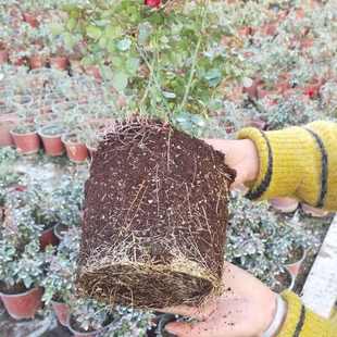 大苗果汁陽(yáng)臺(tái)月季 盆栽花卉植物室內(nèi)外庭院 花苗開花特大花玫瑰四季