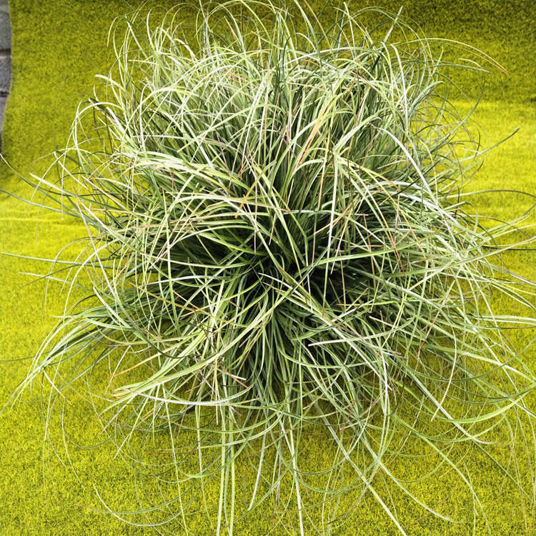 仿真假草绿草草垛草堆景观制作场景布置软装造型道具草丛团葱草蒲