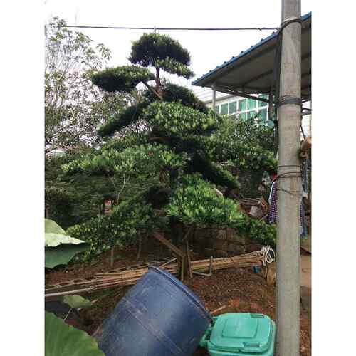 精品造型罗汉松庭院绿化精品园林工程苗木乔木苗圃基地直销