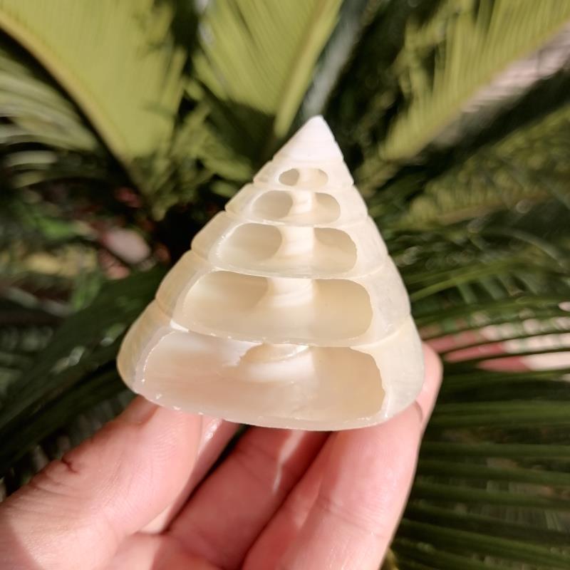 天然海螺贝壳多层荧光宝塔螺 水族鱼缸造景装饰家居创意摆件礼品