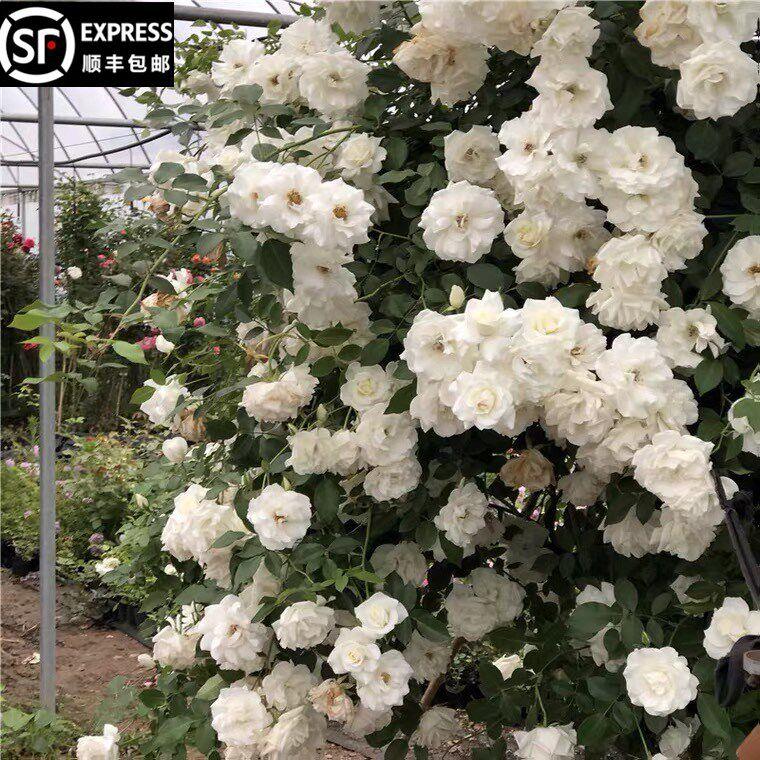 藤冰山月季藤本花卉蔷薇花苗带花苞多季开花大苗拱门栅栏爬藤