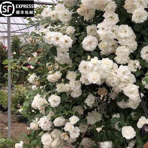 藤冰山月季藤本花卉蔷薇花苗带花苞多季开花大苗拱门栅栏爬藤