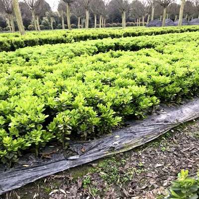 雀舌黄杨盆景名贵小叶皱皮稀有盆栽造型植物客厅办公室四季常青花