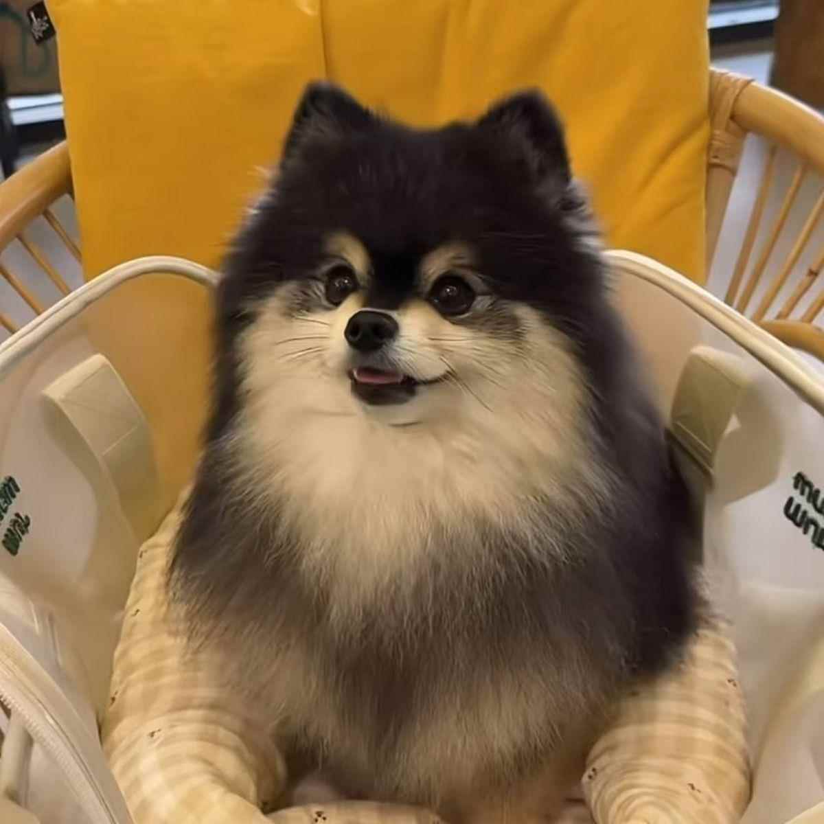 博美幼犬长不大小茶杯犬家养活泼宠物狗小狗犬白色真狗狗萌宠听话