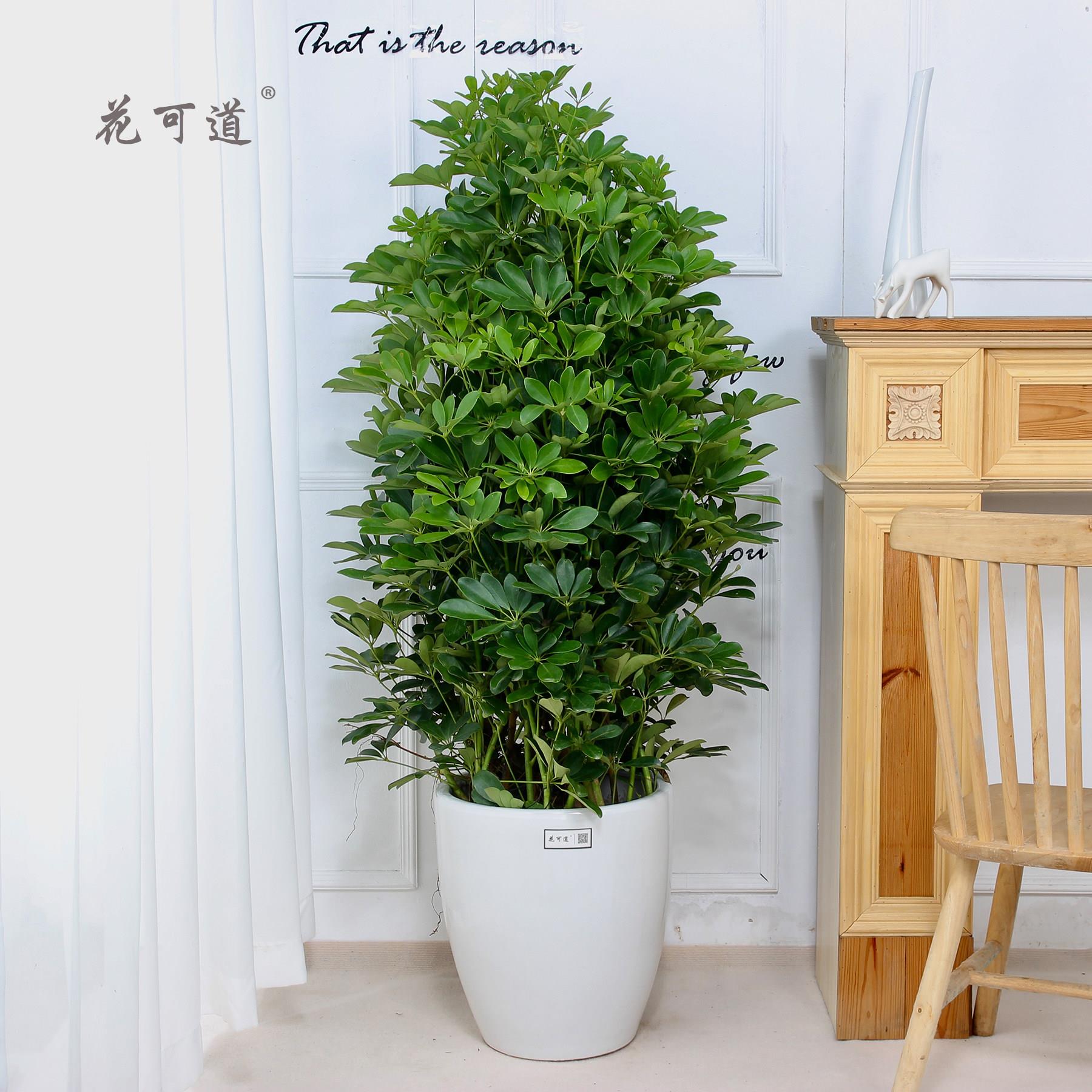 开业庆典乔迁摇钱树鸭脚木盆栽花卉天津鲜花速递同城送花天津花店