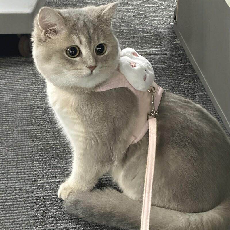 猫咪牵引绳防挣脱外出专用背心式防走丢工字背带遛猫狗宠物用品