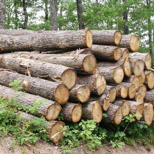 从木材原料到成品出库 服务 货源充足 品质保证 一站式