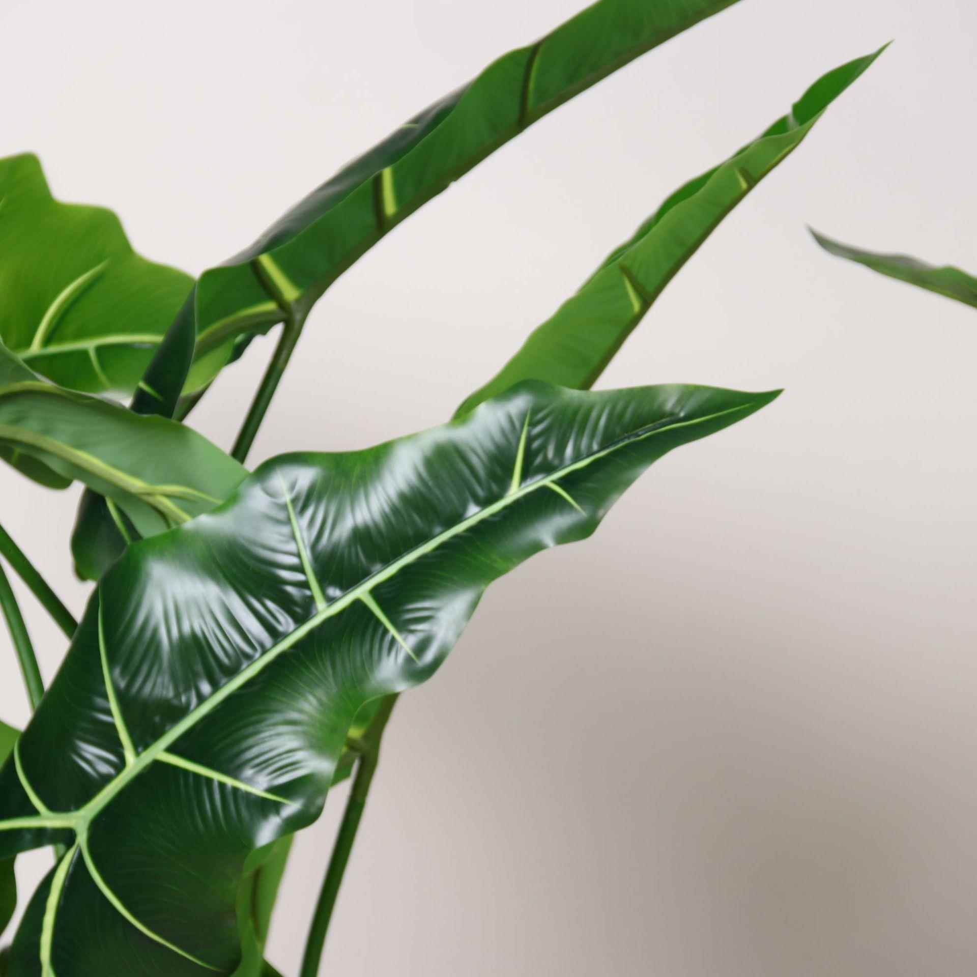 新款仿FZLZ真海芋绿植盆栽观萨利安海真芋假树窗仿植物室内橱造景