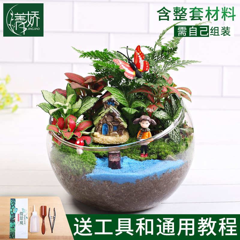 造景盆栽植景观切口手工植物景观景观绿15diy微微桌面diy苔藓材料