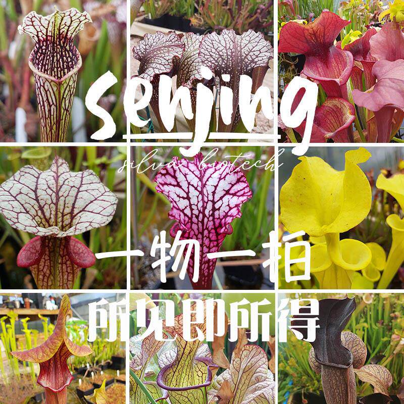 【一物一拍】瓶子草特惠福利大苗/所见即所得/定期上新/食虫植物