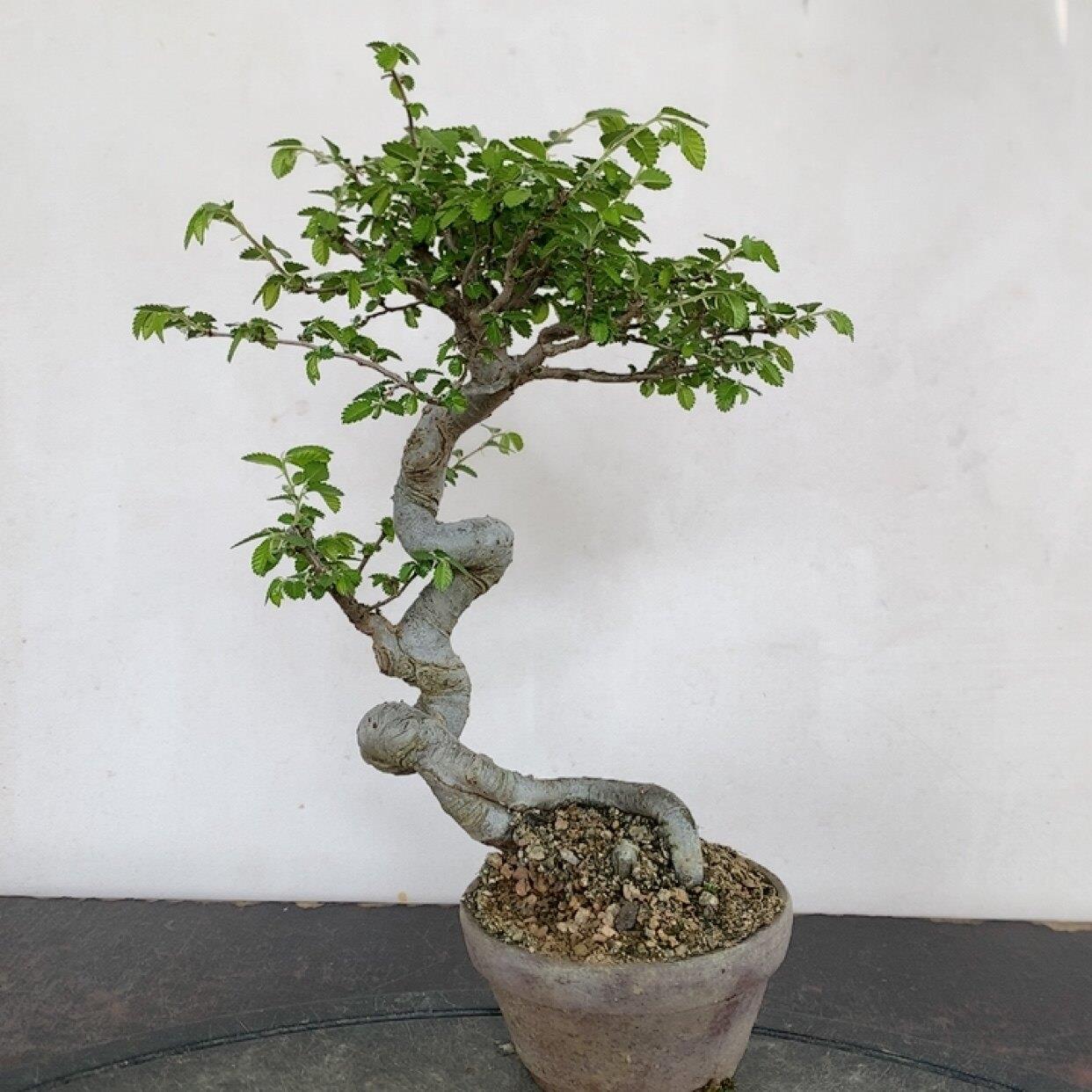 一物一拍实物拍摄小叶琅榆树老桩造型盆景榆树矮霸小品桌面办桌