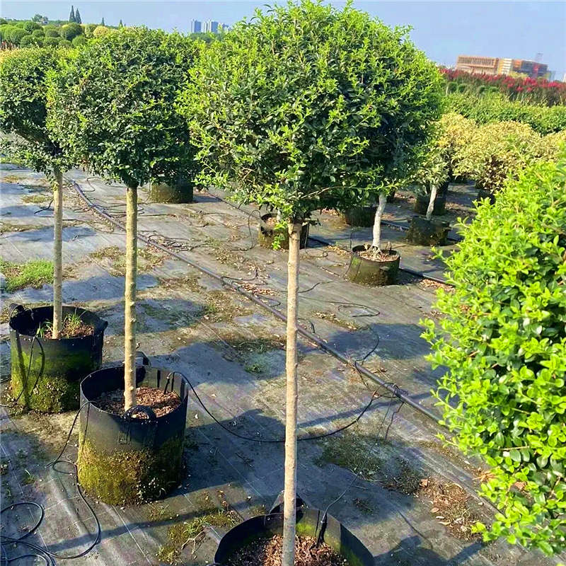 川滇蜡树棒棒糖树苗庭院四季常青绿化风景树花镜植物造型爱心小腊