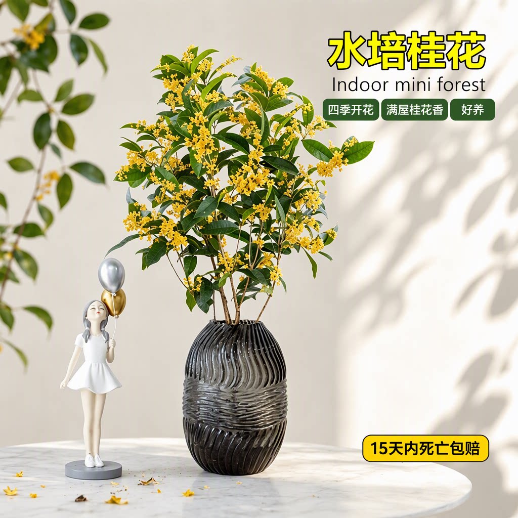 水培植物八月桂花盆栽四季开花图片