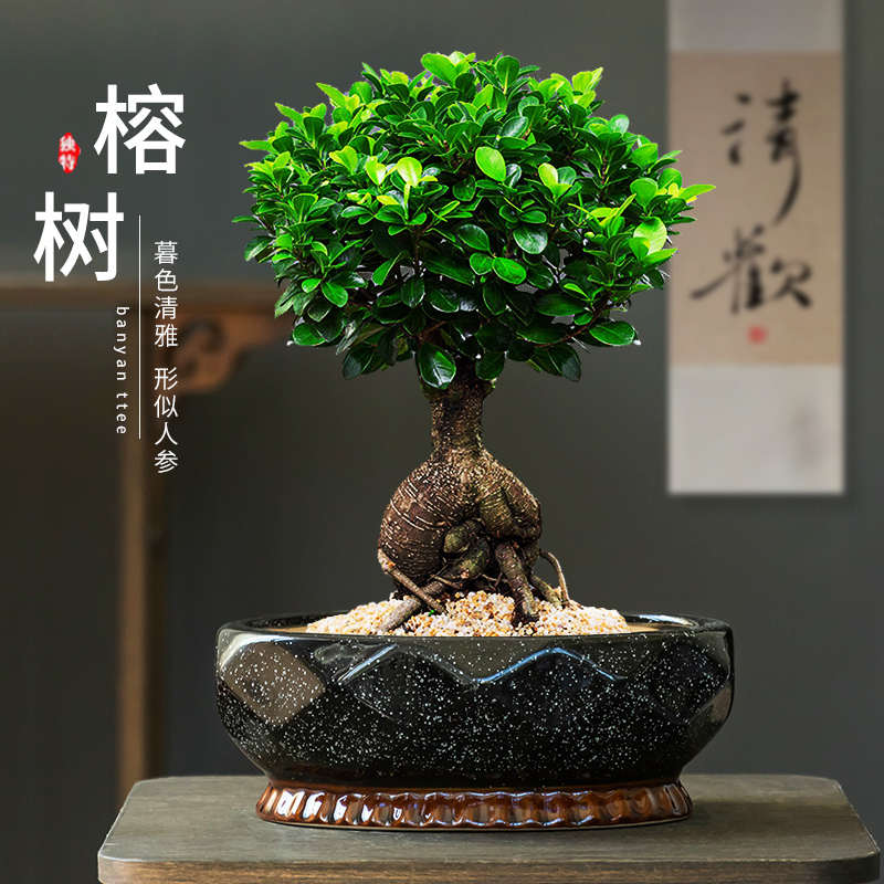 小榕树专用创意老桩盆景绿植花盆老桩家用大口径透气室内阳台摆