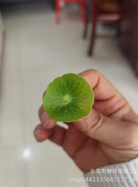 仿真植物仿小真SH195花叶胶布小荷叶酒观店盘式花微景装饰叶型子