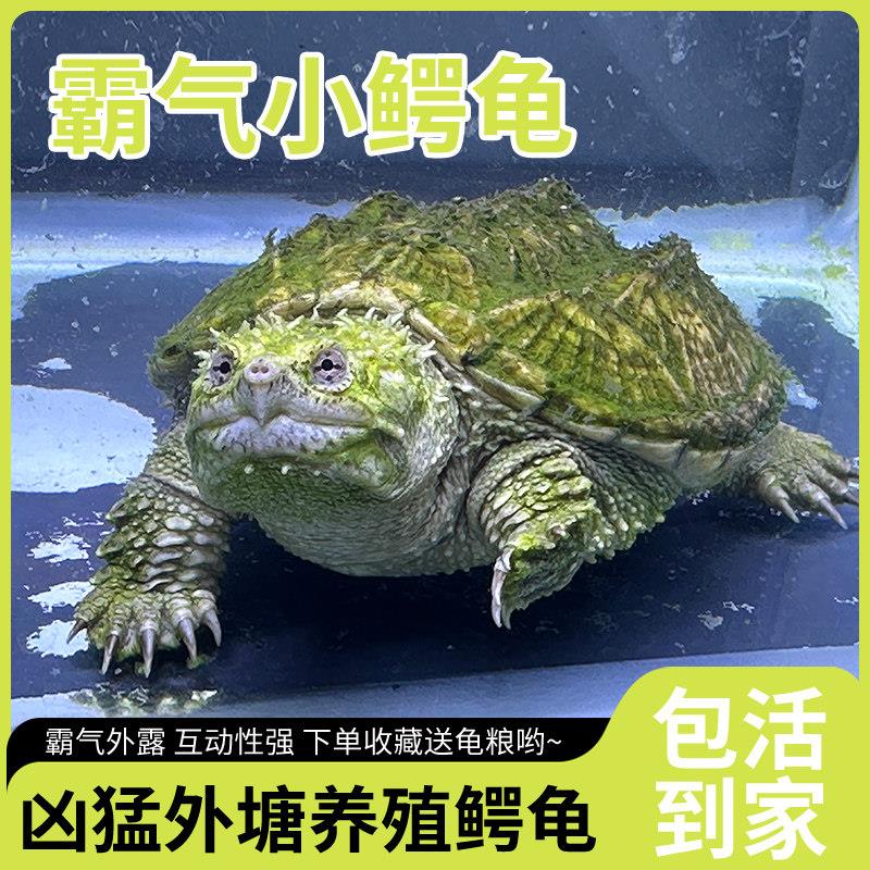 北美小鳄龟 鳄鱼龟幼苗 杂佛龟苗 凶猛小乌龟活体 宠物龟养户直发图片