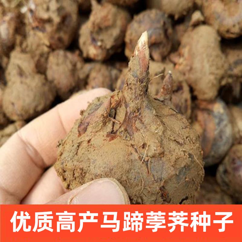 马蹄荸荠种子江西信丰产地优质赣州种苗无渣多汁种籽农家种植