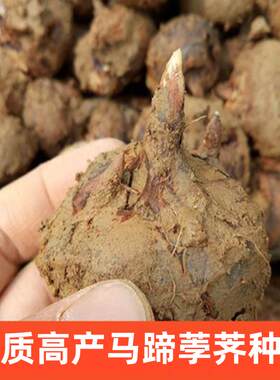 马蹄荸荠种子江西信丰产地优质赣州种苗无渣多汁种籽农家种植