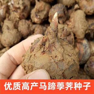 马蹄荸荠种子江西信丰产地优质赣州种苗无渣多汁种籽农家种植