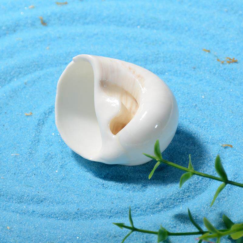 天然海螺白缸玉螺 鱼装饰纯白寄居蟹天专用替壳换壳然海螺.