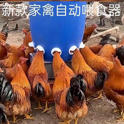 鸡鸭喂喂料器新型加厚自动下料器懒喂料桶人家禽喂 鸡自动喂 食器