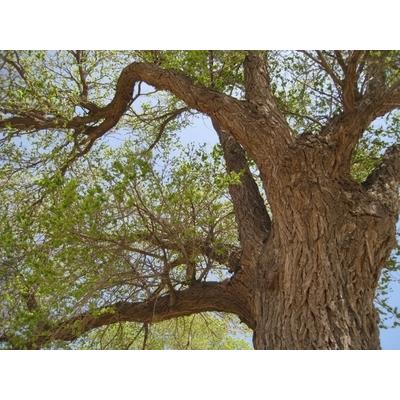 定制 补运费 供桌 国学桌 书法桌椅 要求确认 不包邮