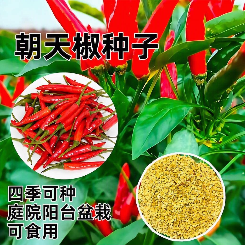 四季小米椒朝天椒辣椒种子可食用香辣椒庭院阳台盆栽蔬菜种子