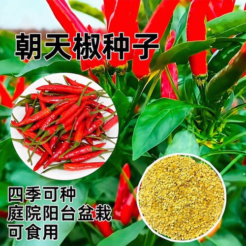 四季小米椒朝天椒辣椒种子可食用香辣椒庭院阳台盆栽蔬菜种子