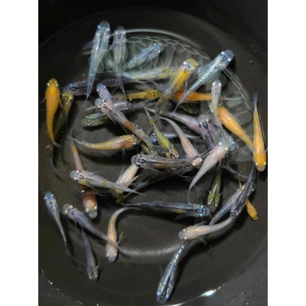 观背青鳉观赏鱼魔法鱼冷水鱼小型锦鲤淡水鱼不打氧好养活体包邮损