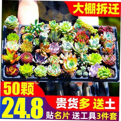 Green Flocking Artificial Succulents Plants Home Garden Deco