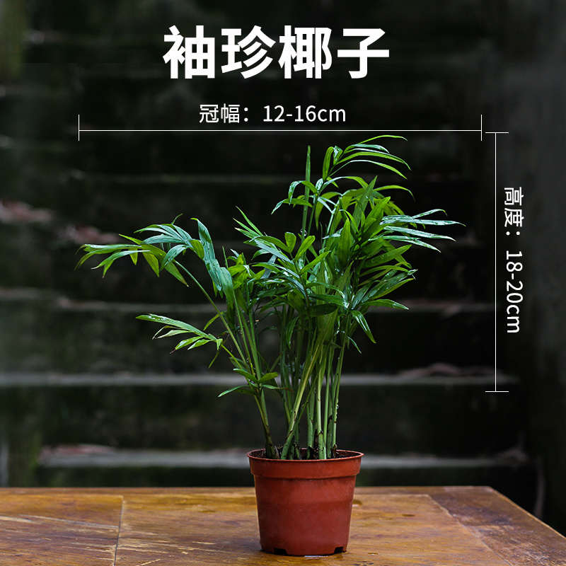 水陆缸造景植物短绒苔藓蕨类木本盆景绿植室内雨林生态缸装饰材料