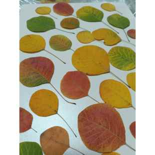 天然黄栌叶秋色彩叶干花手工DIY材料儿童手工制作材料植物标本材