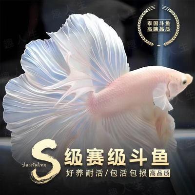 泰国斗鱼观赏鱼仙女款纯白半月小型网红桌面活鱼好养耐活热度淡水