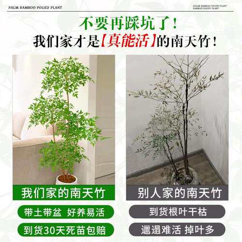 南天竹真树盆栽客厅大型绿植造型办公室内好养观叶植物吸甲醛