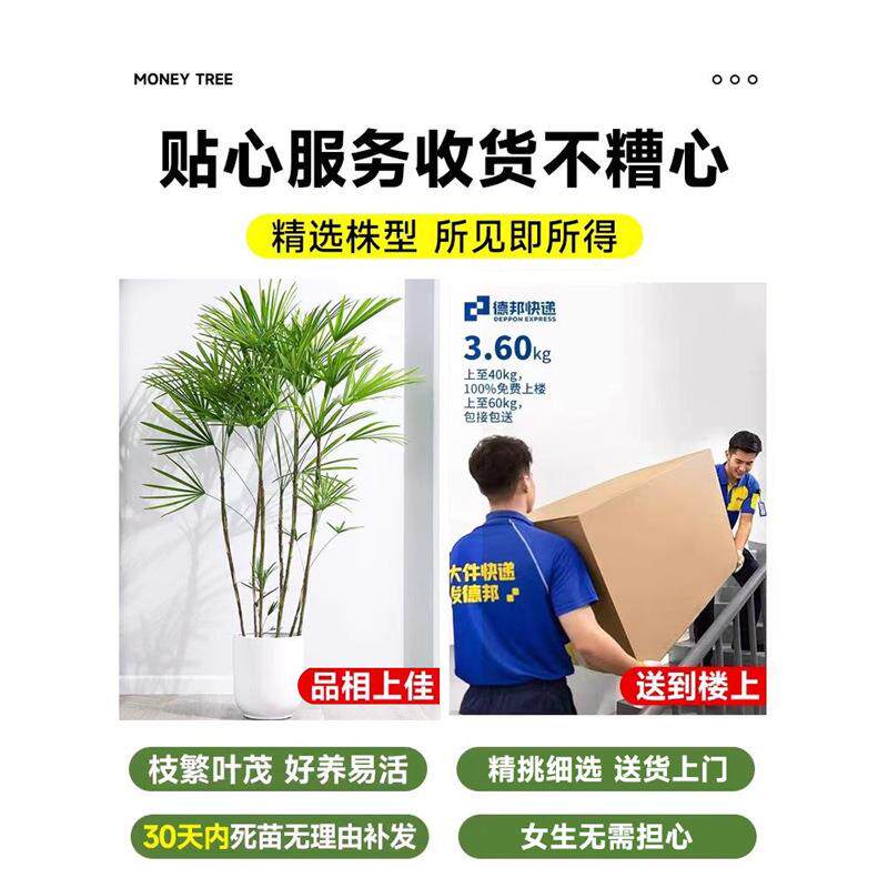 金山棕竹盆栽室内细叶植物大型绿植客厅小叶竹子吸收甲醛四季好养